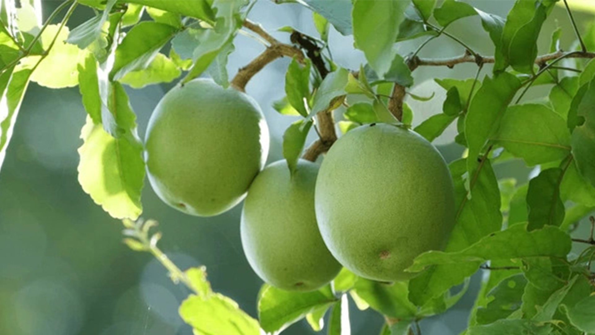 Natural Bael Image