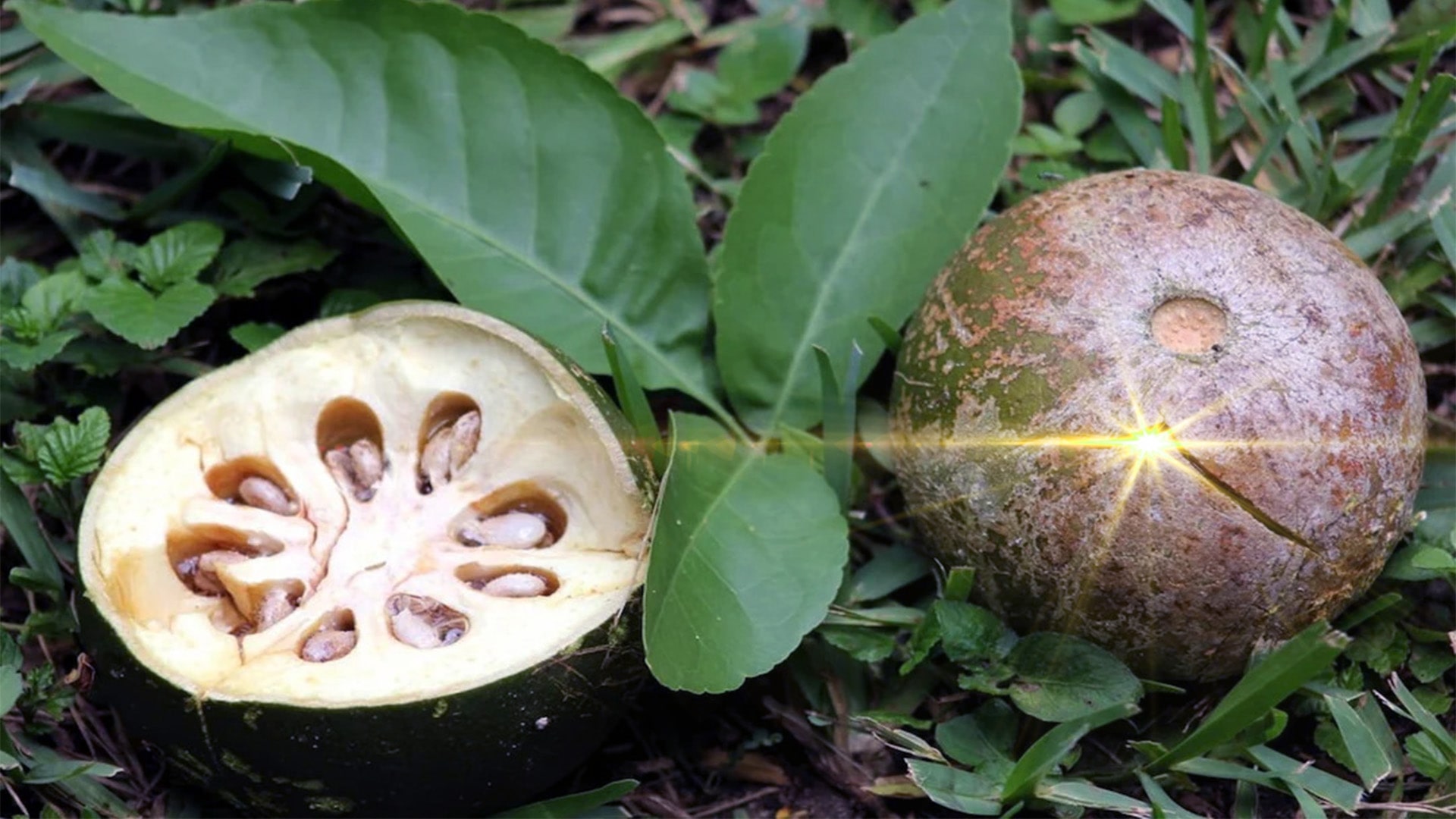 Natural Bael Image